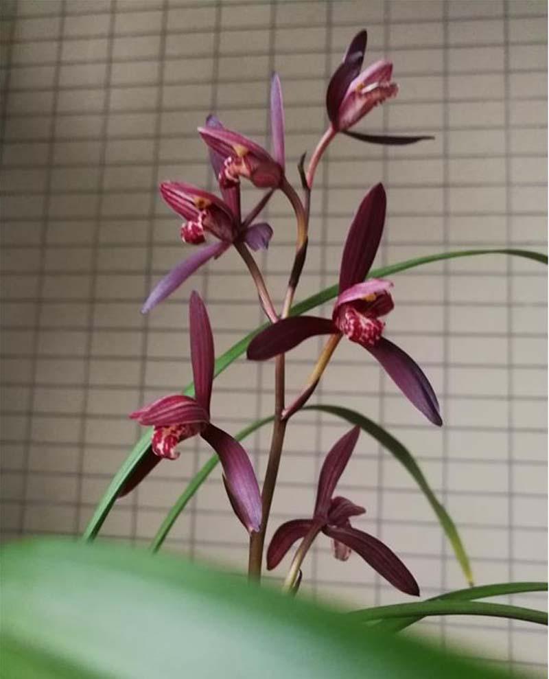 兰花开花是什么兆头(兰花开花条件有哪些)