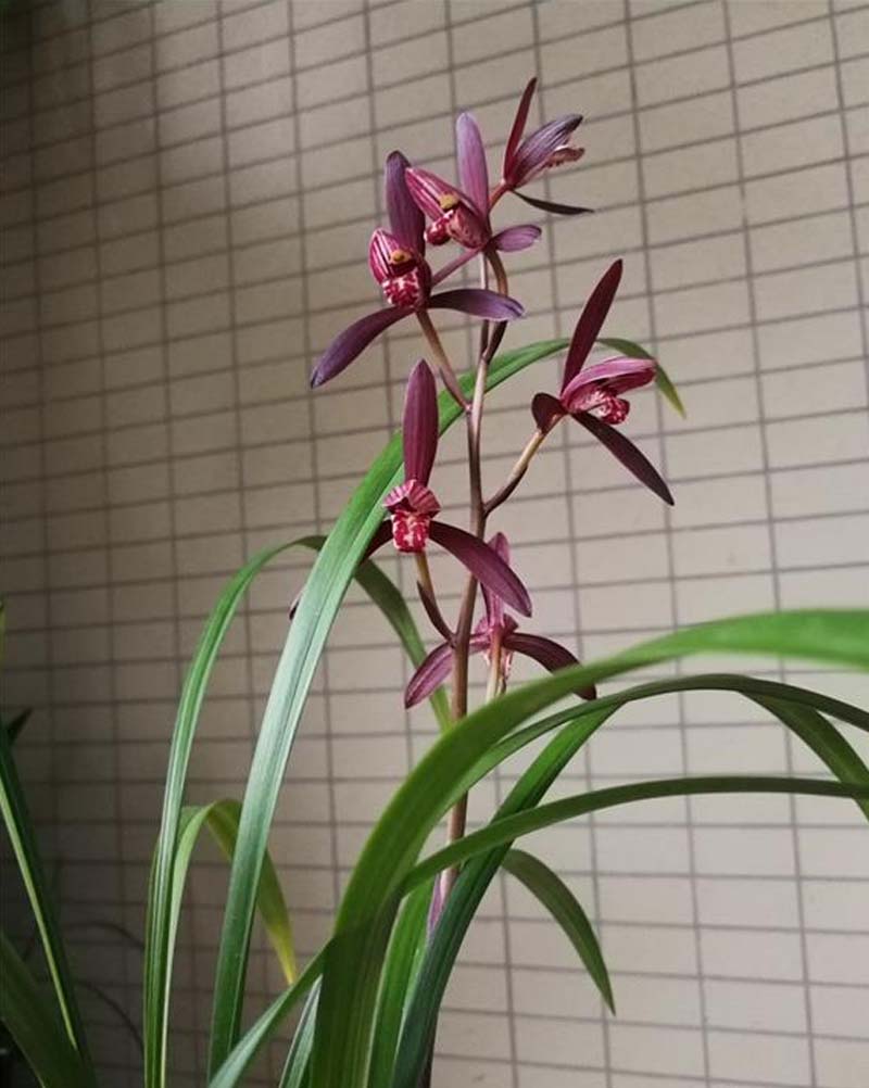 兰花开花是什么兆头(兰花开花条件有哪些)