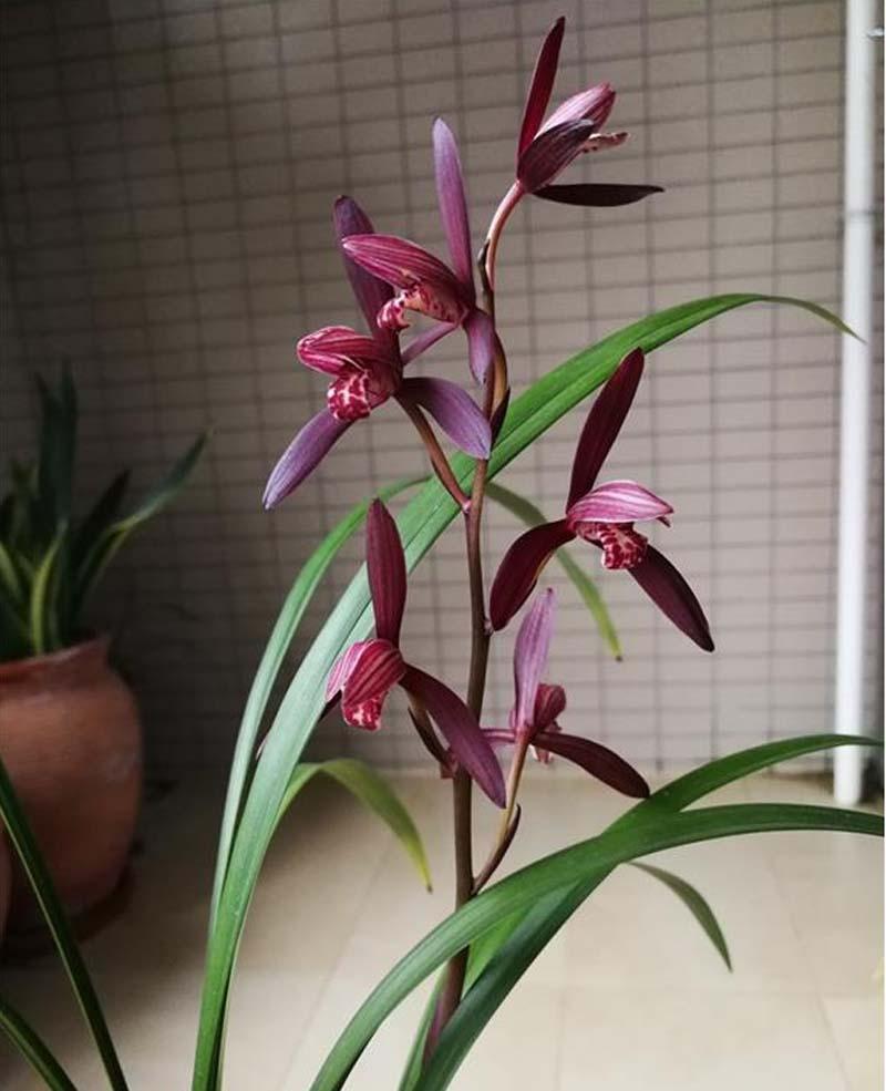 兰花开花是什么兆头(兰花开花条件有哪些)