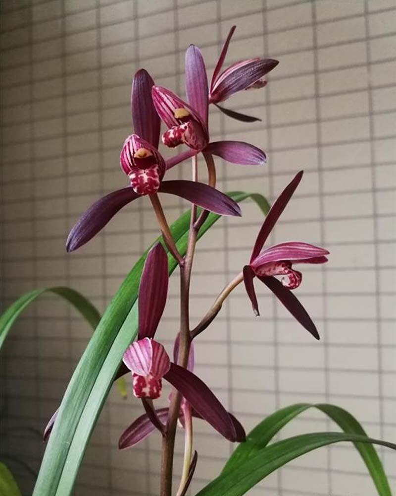 兰花开花是什么兆头(兰花开花条件有哪些)