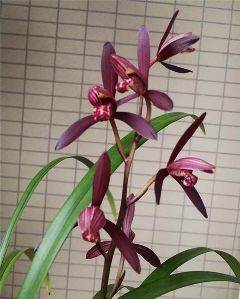 兰花开花是什么兆头(兰花开花条件有哪些)