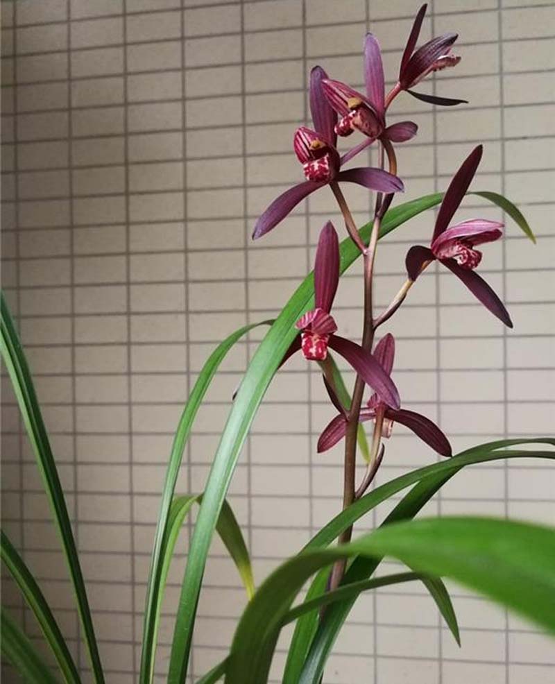 兰花开花是什么兆头(兰花开花条件有哪些)