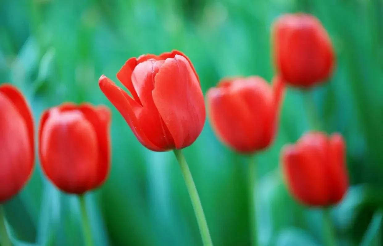 家里为什么不能种郁金香(郁金香的种植方法和时间)