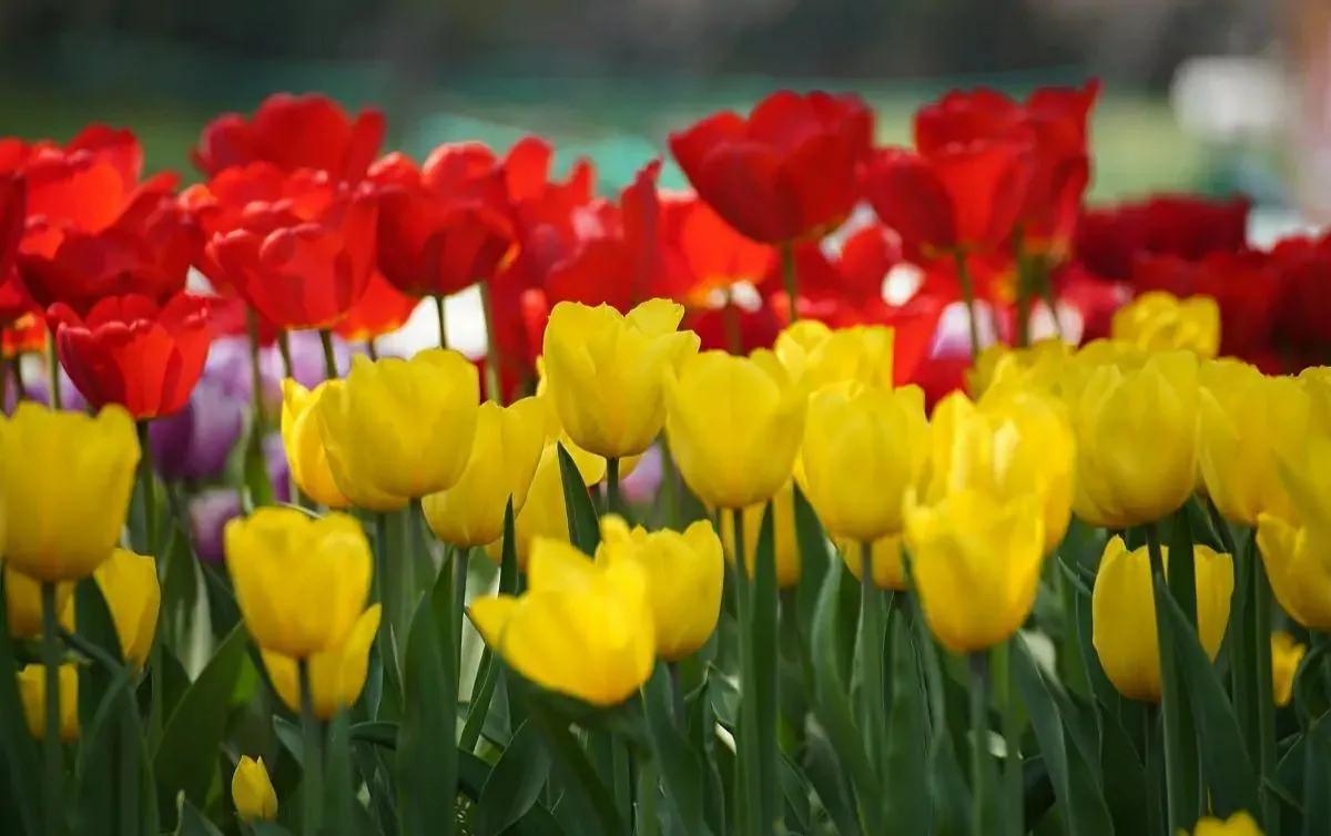 家里为什么不能种郁金香(郁金香的种植方法和时间)