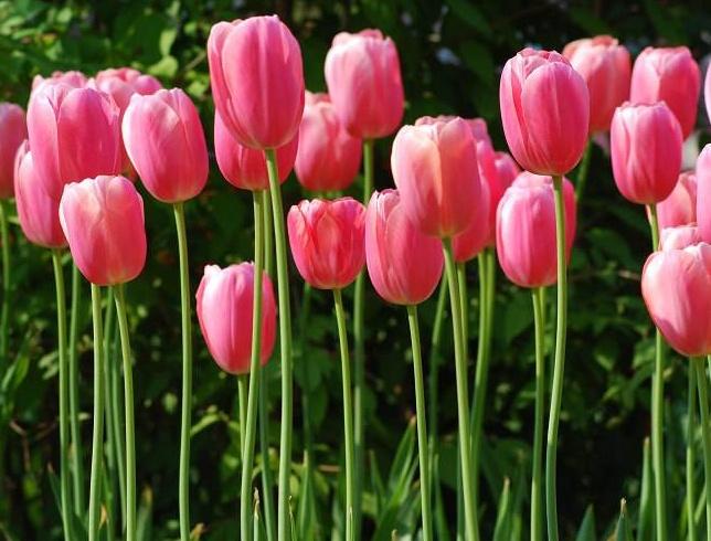 家里为什么不能种郁金香(郁金香的种植方法和时间)