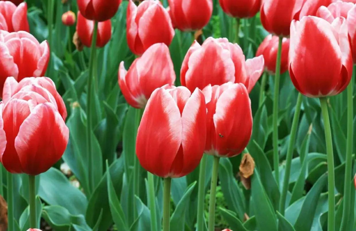 家里为什么不能种郁金香(郁金香的种植方法和时间)