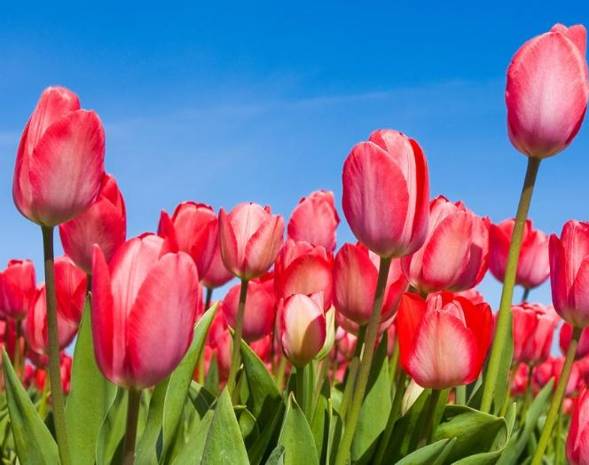 家里为什么不能种郁金香(郁金香的种植方法和时间)