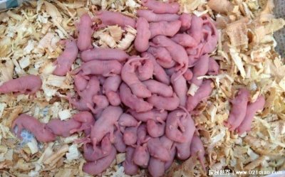 ​中国的禁菜有哪些 做法太残忍被禁