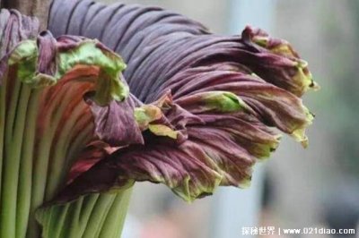 鬼吹灯尸香魔芋花真的存在吗,真实存在(7年才开一次花)