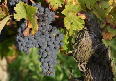 玛歌红酒官网,玛歌红酒多少钱一瓶