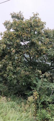 童年的记忆三分钟普通话(童年的记忆命题说话三分钟)-第2张图片-