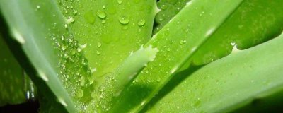 芦荟有哪些功效与作用