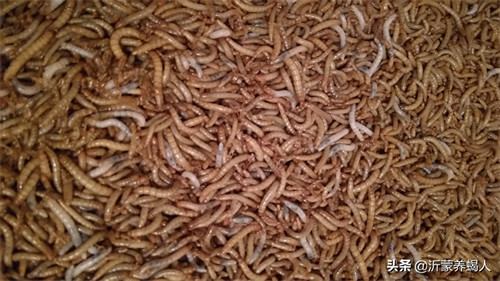 黄粉虫吃什么食物(黄粉虫怎么喂养)