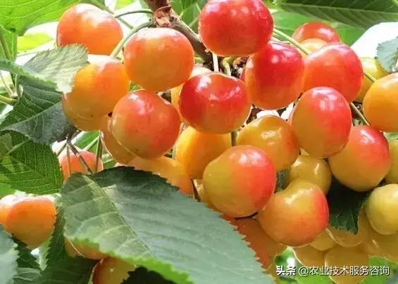 樱桃都有什么品种(大樱桃品种大全)