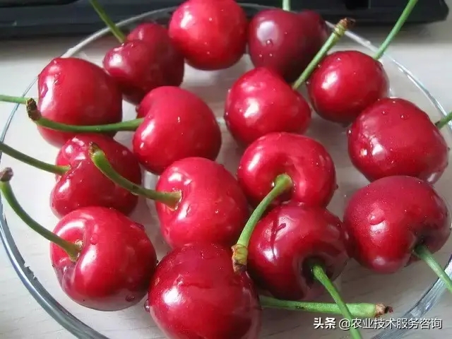 樱桃都有什么品种(大樱桃品种大全)