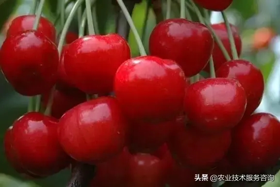 樱桃都有什么品种(大樱桃品种大全)