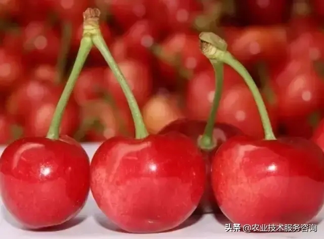 樱桃都有什么品种(大樱桃品种大全)