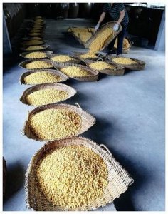 啤酒1900,哈尔滨啤酒1900