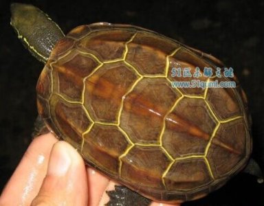 金线龟是什么? 金线龟和金钱龟有什么区别