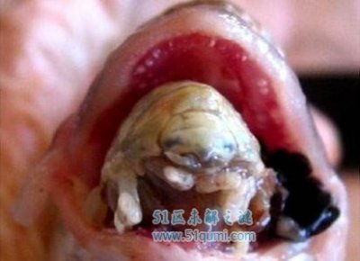 ​世界上恐怖的寄生虫有哪些 令人作呕夹带着病毒的危害