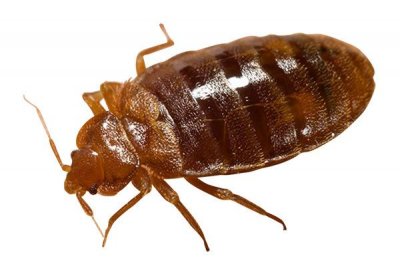 家里臭虫了怎么办,除臭虫最简单的方法(臭虫怎么消灭最简单快速的方法)