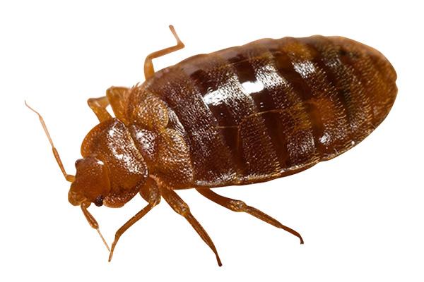 家里臭虫了怎么办,除臭虫最简单的方法(臭虫怎么消灭最简单快速的方法)