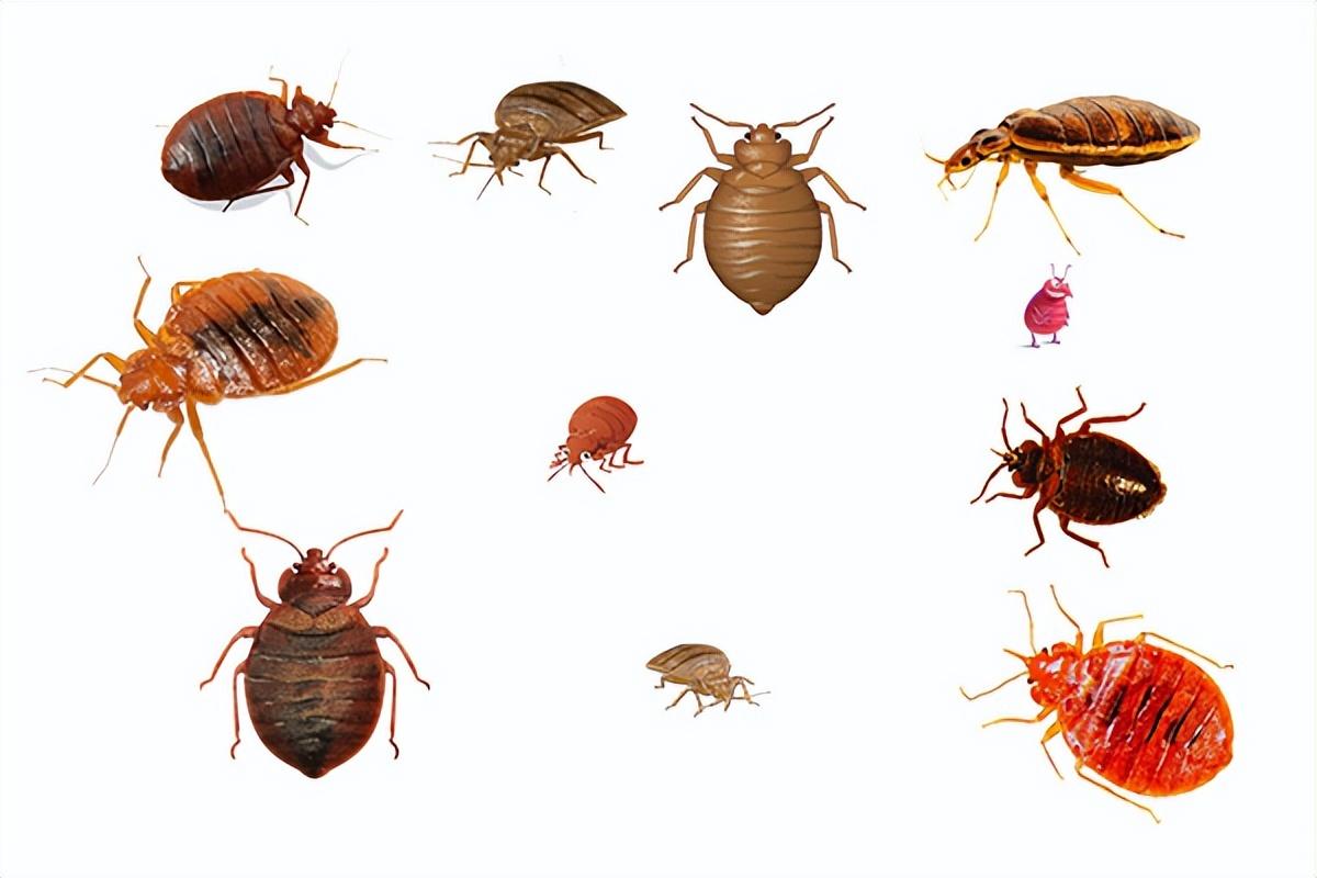 家里臭虫了怎么办,除臭虫最简单的方法(臭虫怎么消灭最简单快速的方法)