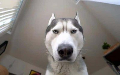 狗狗盯着主人眼睛看是什么意思(狗狗盯着主人看是什么意思)