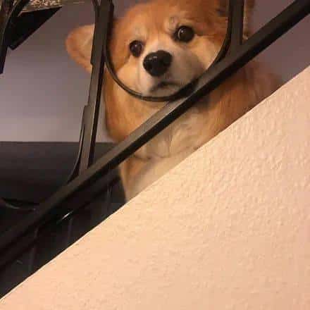 狗狗盯着主人眼睛看是什么意思(狗狗盯着主人看是什么意思)