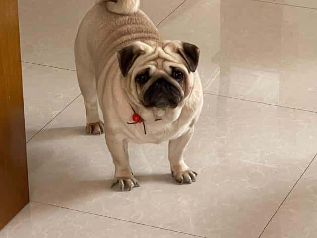 狗狗盯着主人眼睛看是什么意思(狗狗盯着主人看是什么意思)