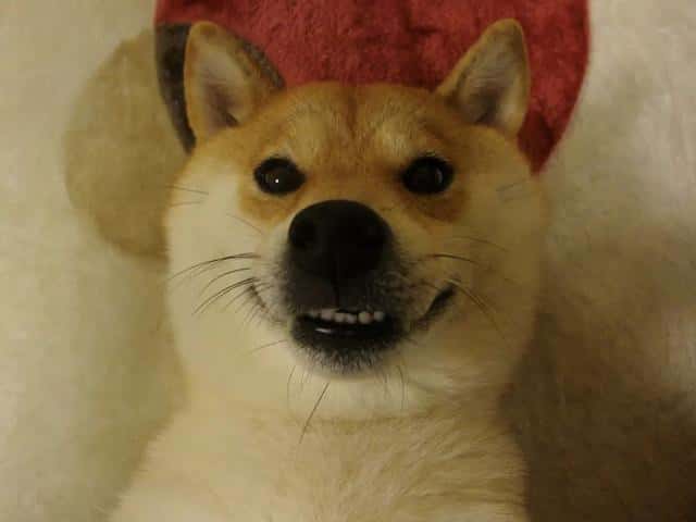 狗狗盯着主人眼睛看是什么意思(狗狗盯着主人看是什么意思)