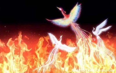 ​世界上真的有凤凰吗，没有(传言黑龙江出现最后一只凤凰是假的)