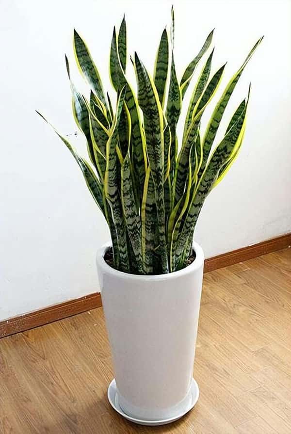 好种的懒人花(懒人花有哪些品种)