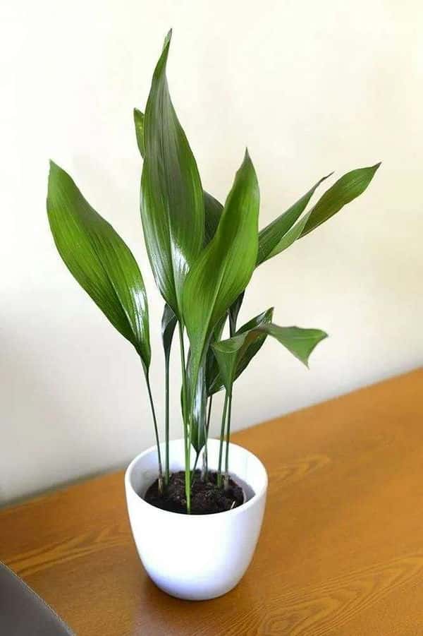 好种的懒人花(懒人花有哪些品种)