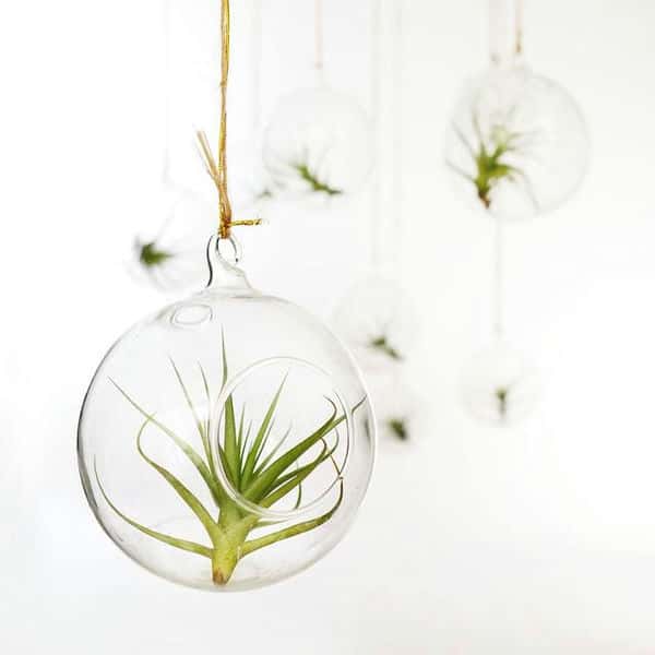 好种的懒人花(懒人花有哪些品种)