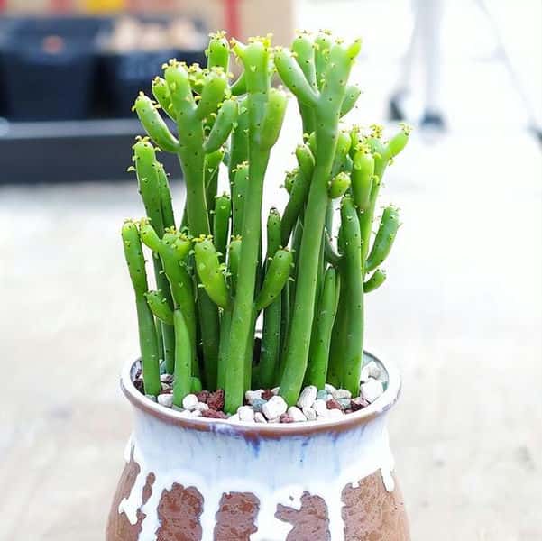 好种的懒人花(懒人花有哪些品种)