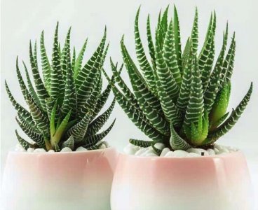 ​好种的懒人花（懒人花有哪些品种）