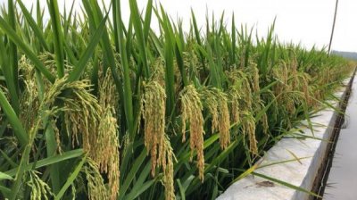 稻纯酒多少钱一瓶(佘太地纯酒多少钱)