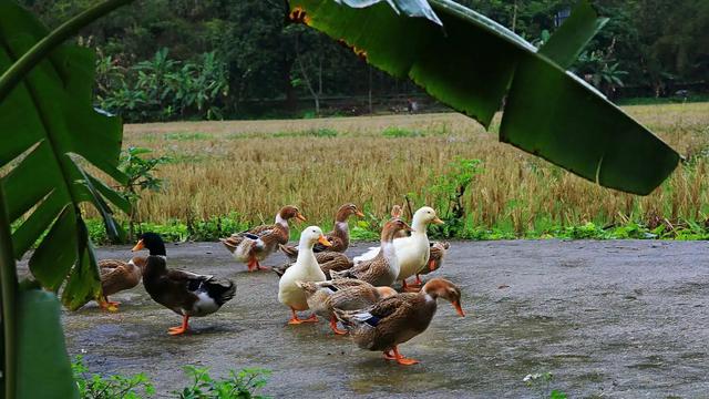 奇闻！女子乘奔驰下乡顺走一只鸭子-