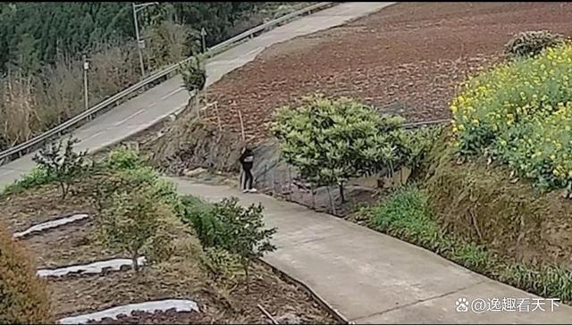 奇闻！女子乘奔驰下乡顺走一只鸭子-