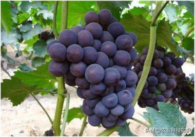 红葡萄酒梅鹿(察必皇后梅鹿辄红葡萄酒特点)