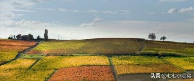 巴贝拉红葡萄酒报价(凯撒巴贝拉红葡萄酒)
