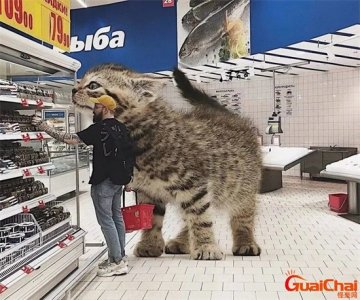 ​巨猫品种乌克兰巨猫