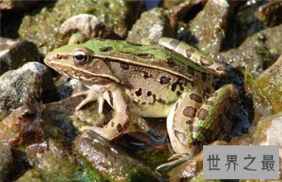 ​田鸡是青蛙吗 田鸡与青蛙的区别原来这么大