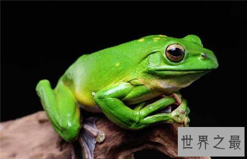 田鸡是青蛙吗 田鸡与青蛙的区别原来这么大