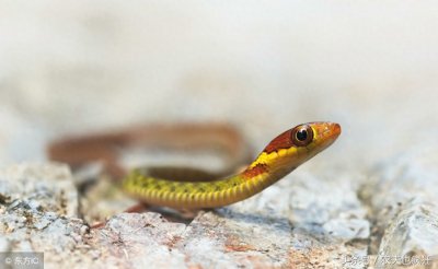 为什么说蛇近家里不能打否则会有报应?老人说是已故家人回来了!