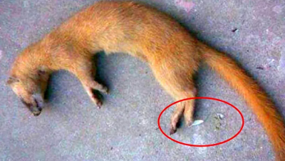 为什么村里老人说黄鼠狼不可以杀?科学结果表明,原来真的不能杀