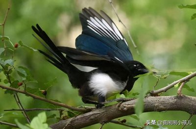 为什么听到喜鹊不吉利