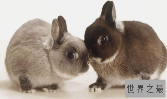 荷兰侏儒兔短耳朵的小绒球 蠢萌到哭的小家伙