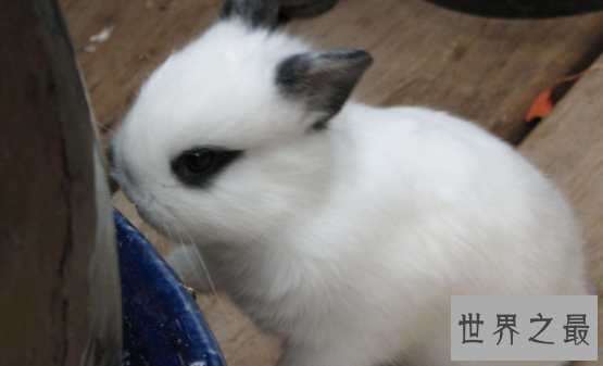 荷兰侏儒兔短耳朵的小绒球 蠢萌到哭的小家伙